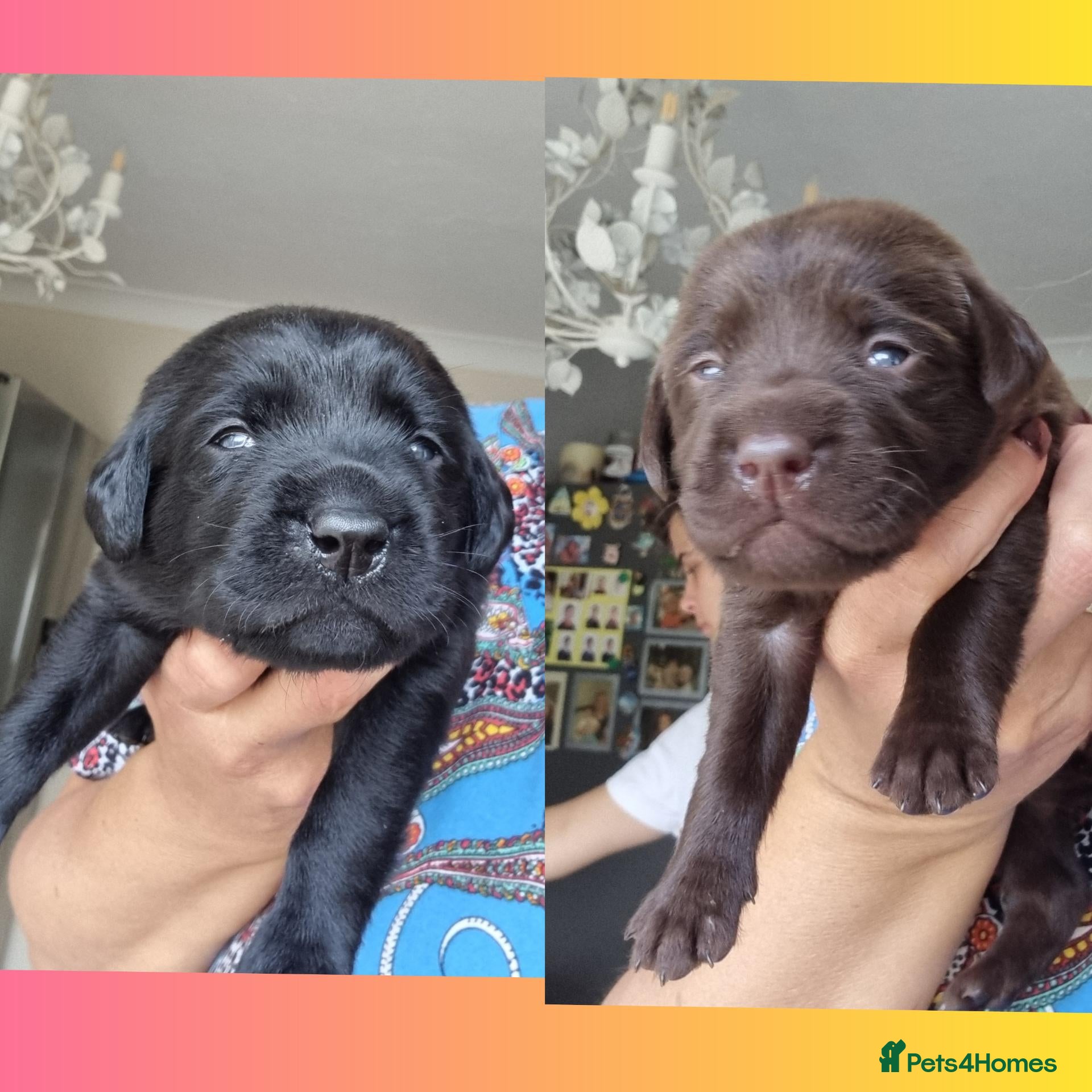 Labrador Retriever dogs  BEAUTIFUL PUPPIES FROM FULLY HEALTHTESTED PARENTS - Advert 9