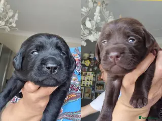 Labrador Retriever dogs BEAUTIFUL PUPPIES FROM FULLY HEALTHTESTED PARENTS - Advert 9
