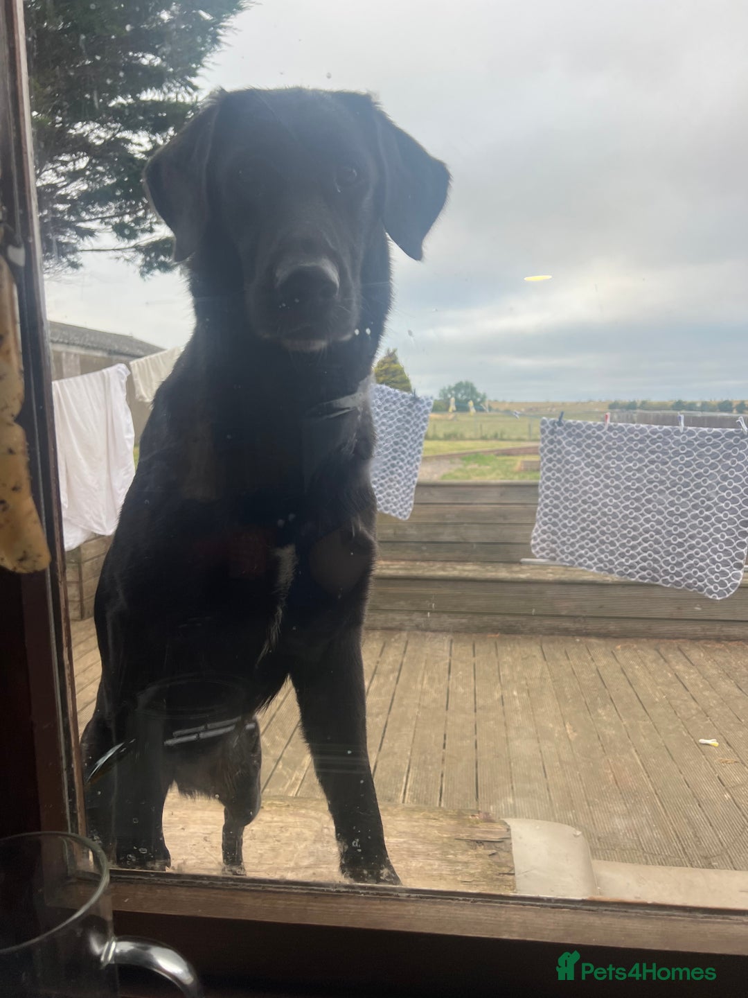 Mixed Breed dogs for sale: Stunning Black German Shepherd X litter Due 10/25 - Image 3