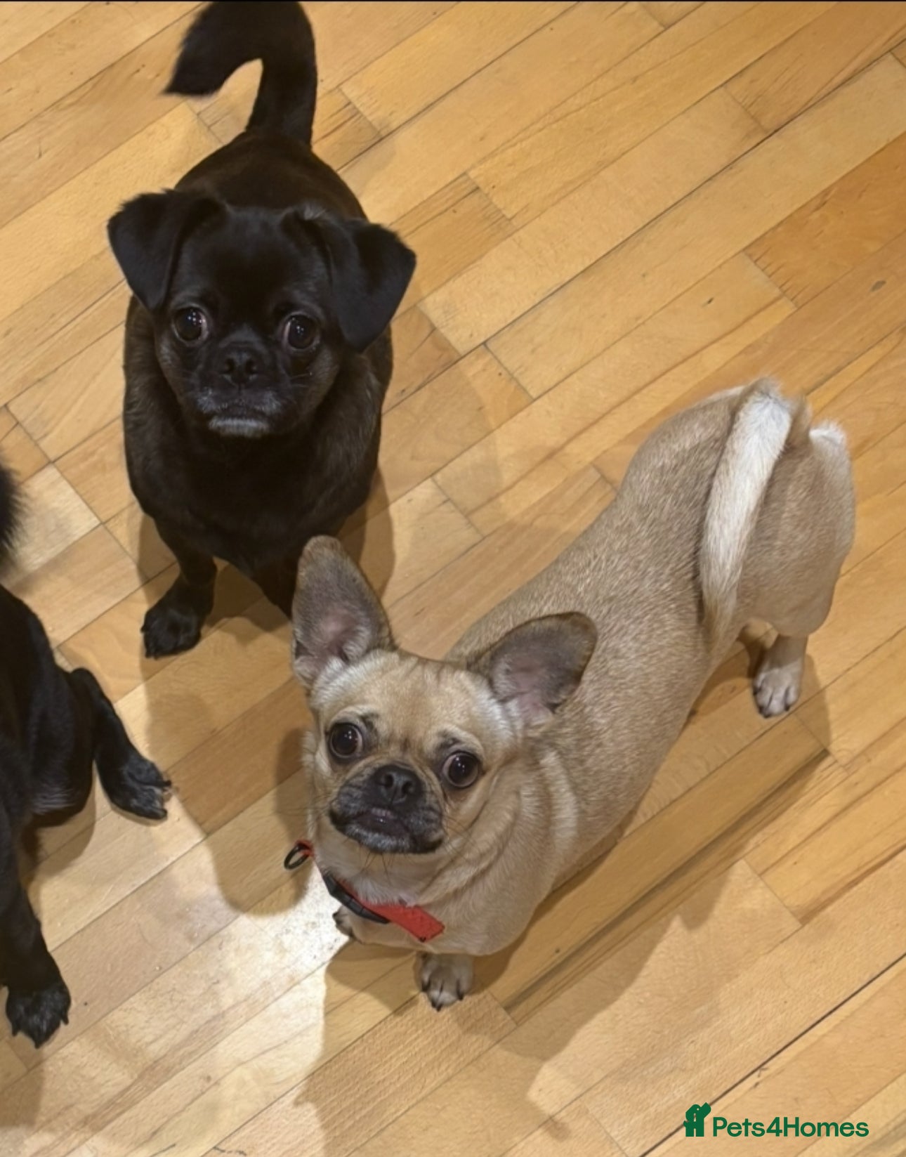 Mixed Breed dogs Quiet dedicated adopters needed. - Advert 8