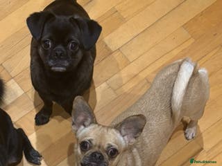 Mixed Breed dogs Quiet dedicated adopters needed. - Advert 8