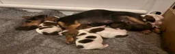 Jack Russell dogs for sale: Delightful Miniature Jack Russell Pups - Advert 12