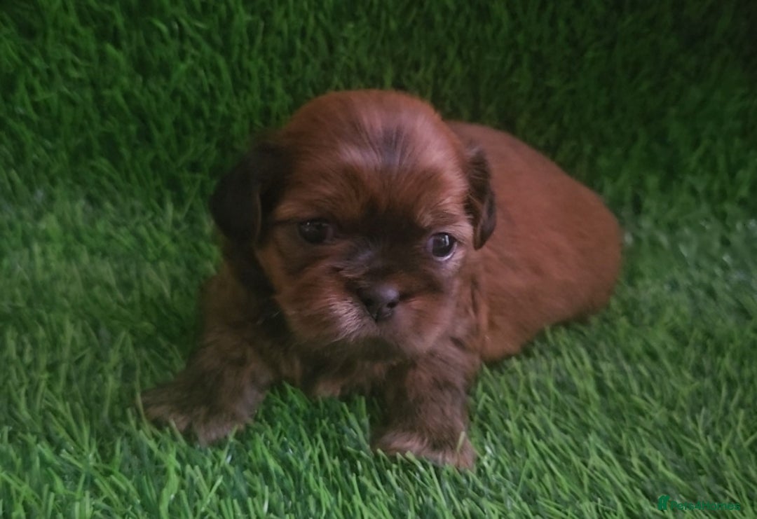 Shih Tzu dogs for sale: Imperial Shih tzu Puppies - Image 14