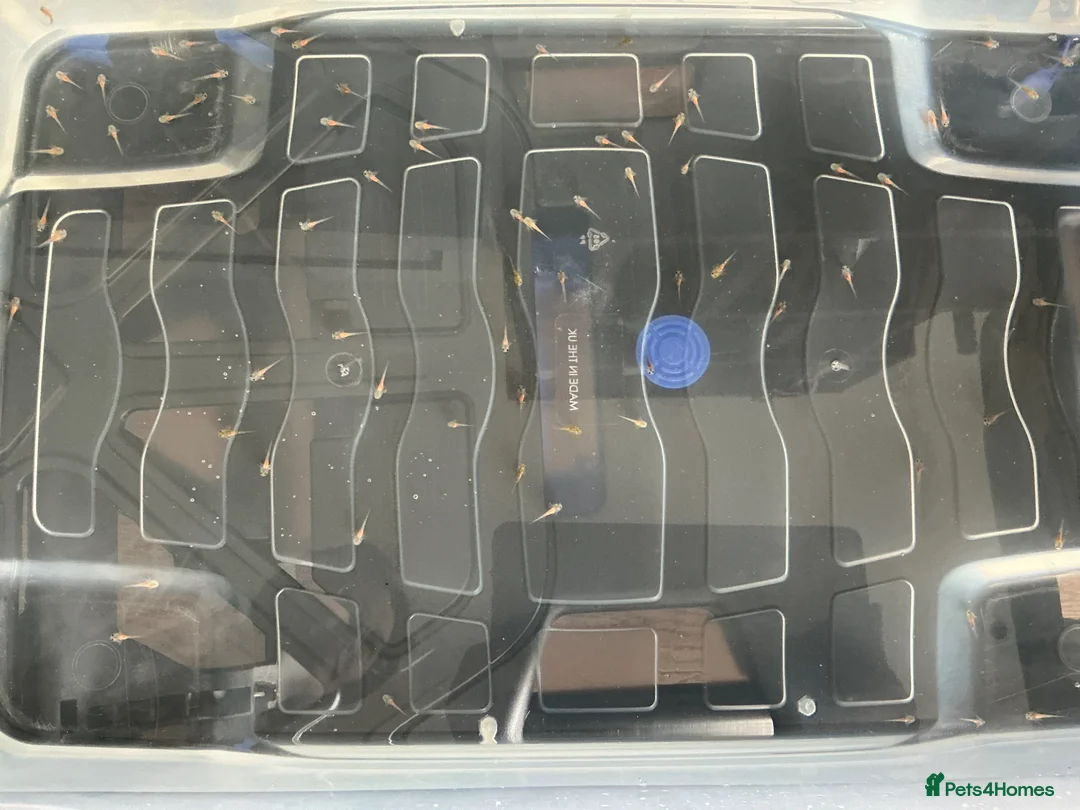 Axolotl reptiles for sale: Baby Axolotls For Sale in London - Advert 2