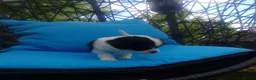 Chihuahua dogs for sale: Beautiful puppies for sale in Diss - Advert 8