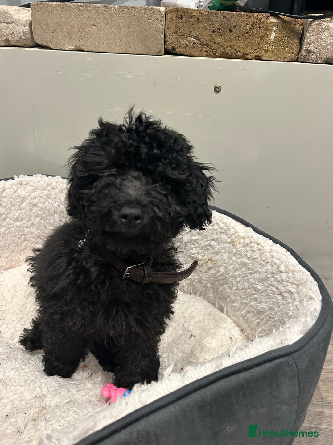 Cockapoo dogs for sale: 14 week old male cockapoo - Advert 4