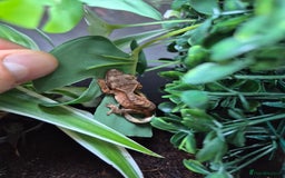 Gecko reptiles for sale: Crested Gecko Babies - Image 4