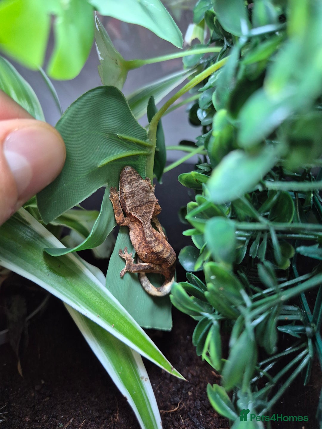 Gecko reptiles for sale: Crested Gecko Babies - Image 4