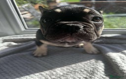 French Bulldog dogs for sale: French bulldog puppies - Image 4