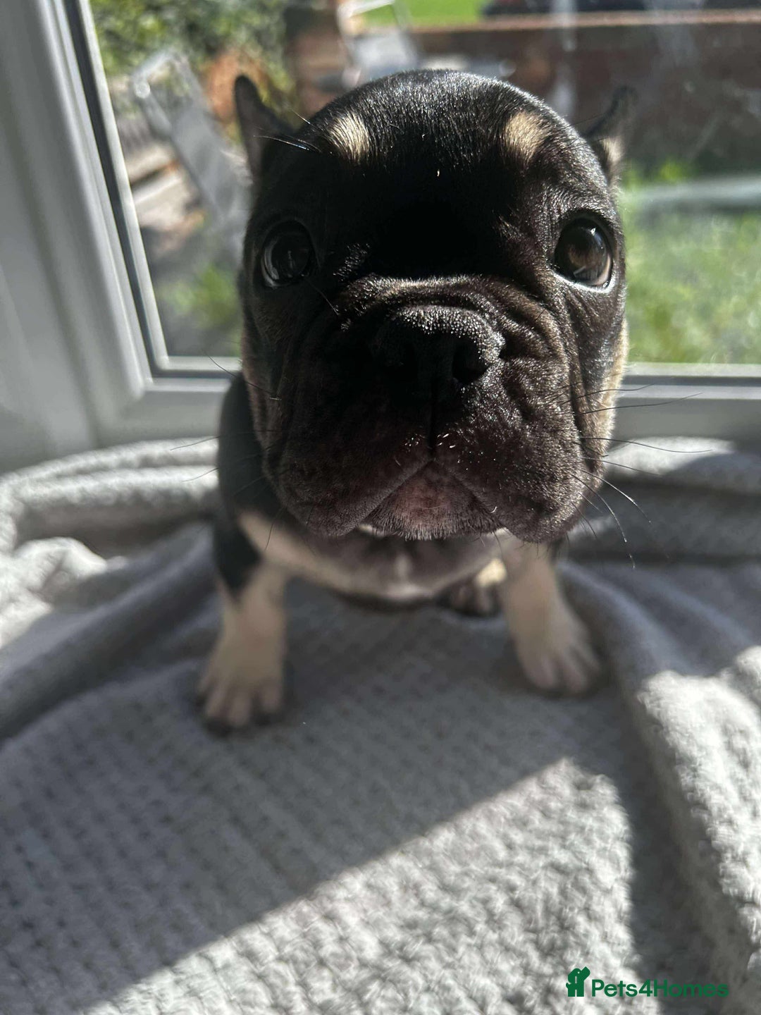 French Bulldog dogs for sale: French bulldog puppies - Image 4