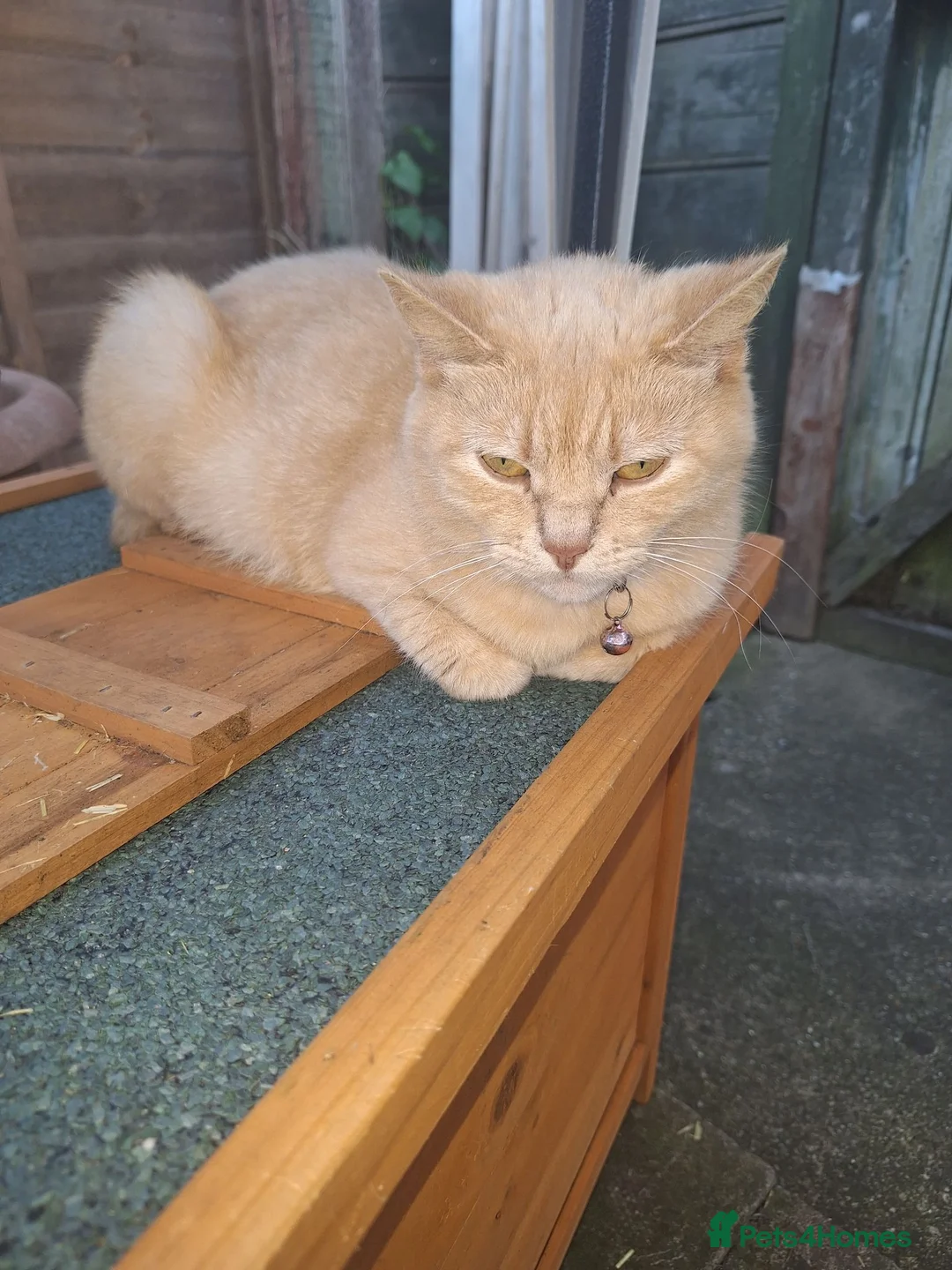Mixed Breed cats for sale: Sweet British shorthair cross bengal kittens - Advert 15