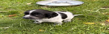 Cocker Spaniel 1