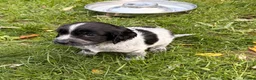 Cocker Spaniel dogs for sale: STUNNING WORKING COCKER SPANIEL PUPS - Advert 20