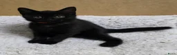 British Shorthair cats for sale: British Shorthair mix with Bombay cat - Advert 4