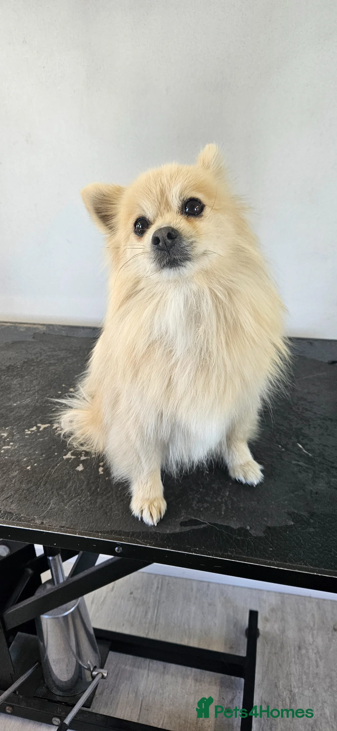 Pomeranian dogs for sale: Entire Red Pomeranian dog carrying Merle gene - Advert 2