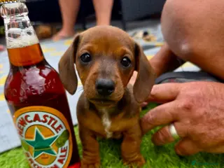 Miniature Dachshund dogs Miniature dachshund puppies - Advert 1