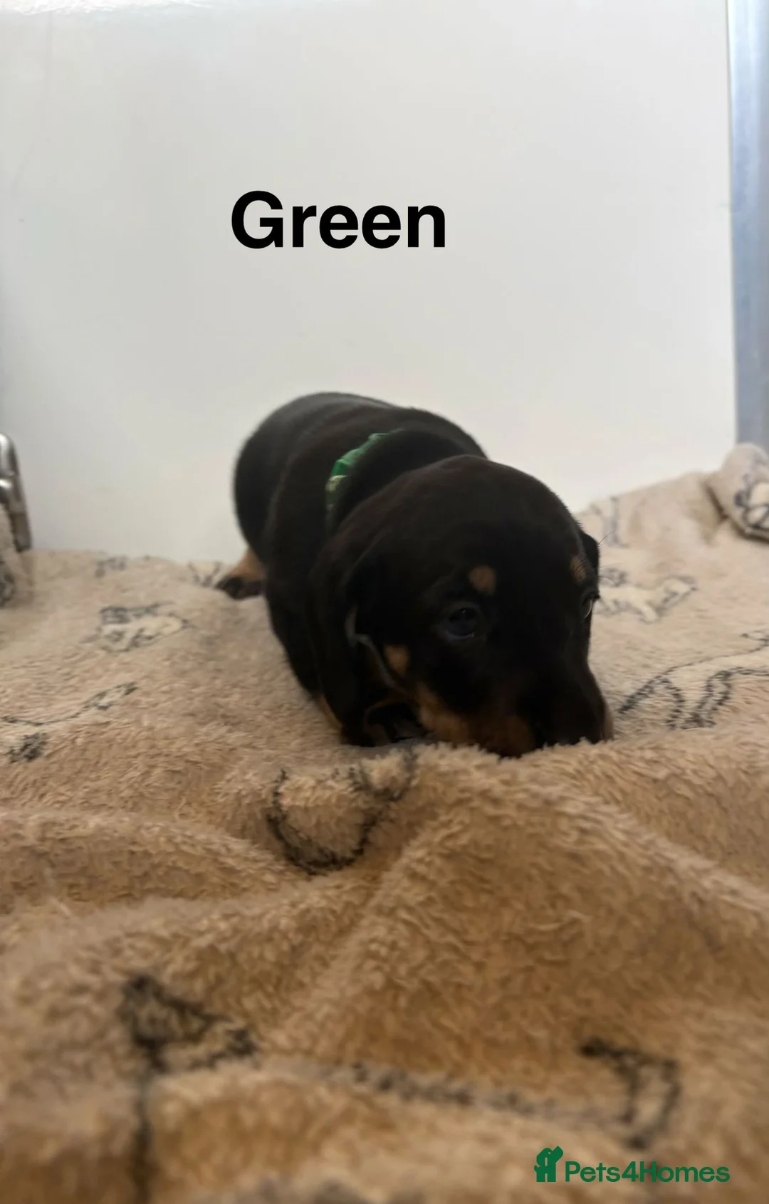 Dachshund dogs for sale: Dachshund puppies  - Advert 2