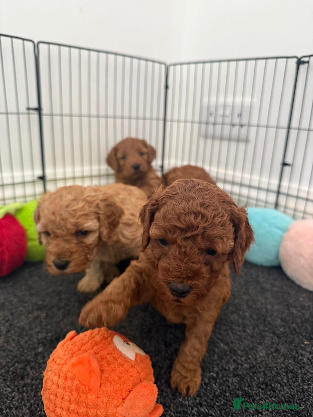Cockapoo dogs for sale: Cockapoo puppy’s  - Image 5