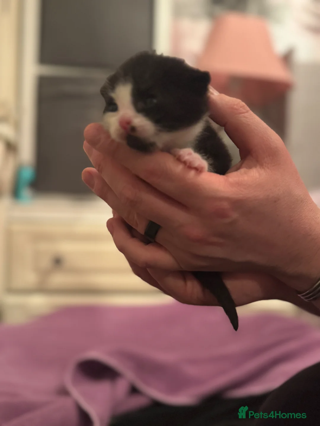 Mixed Breed cats for sale: Male black and white kitten  - Advert 7