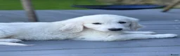 Golden Retriever dogs for sale: Behaviourist raised KC Reg Golden Retriever Pups - Advert 3