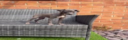 Italian Greyhound dogs for sale: In need of a new loving home🩵  - Advert 6
