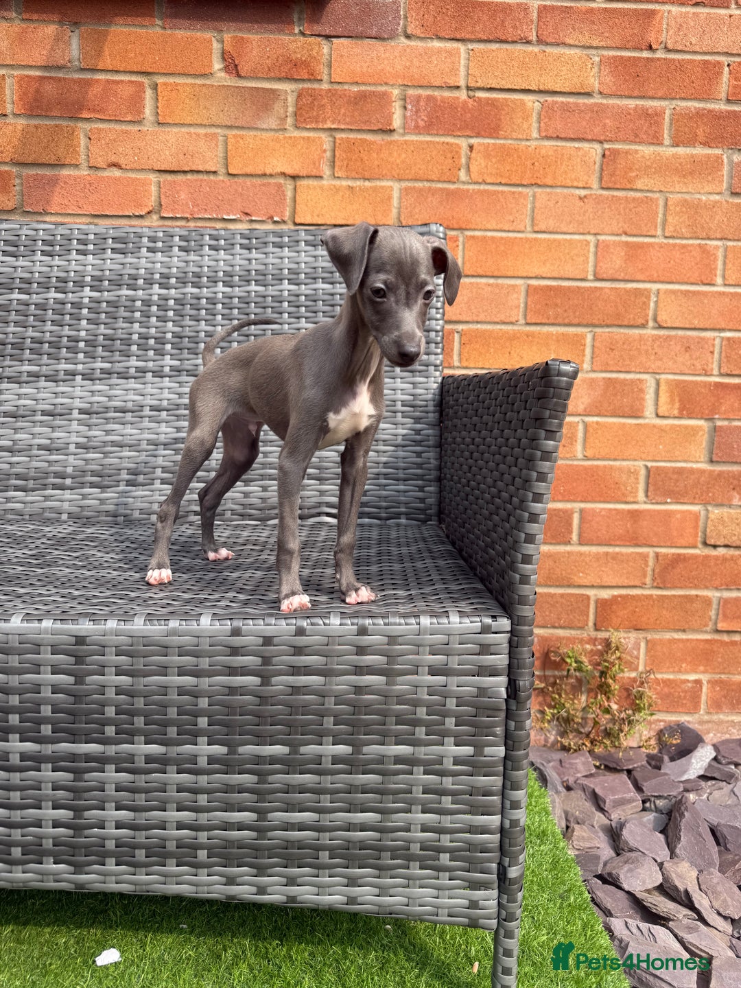 Italian Greyhound dogs for sale: In need of a new loving home🩵  - Advert 6