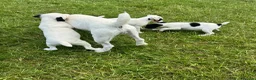 Jack Russell dogs for sale: Jack Russell terriers ready now 🏡 - Advert 18