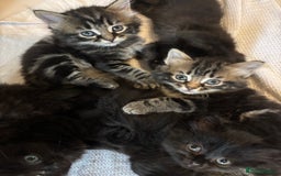 Mixed Breed cats for sale: Ragdoll/domestic shorthair  - Image 4