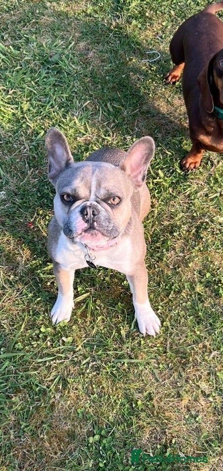 French Bulldog dogs Dottie - Advert 2