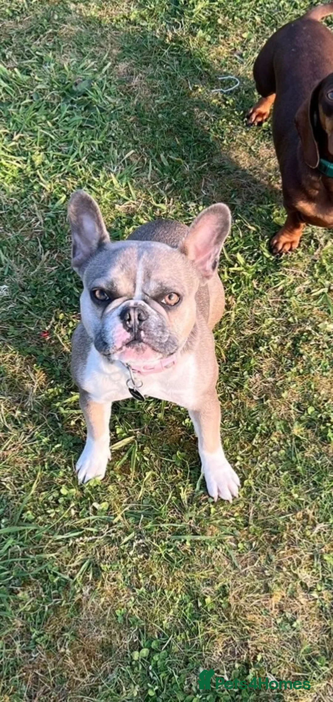 French Bulldog dogs for sale: Dottie in Bungay - Advert 1