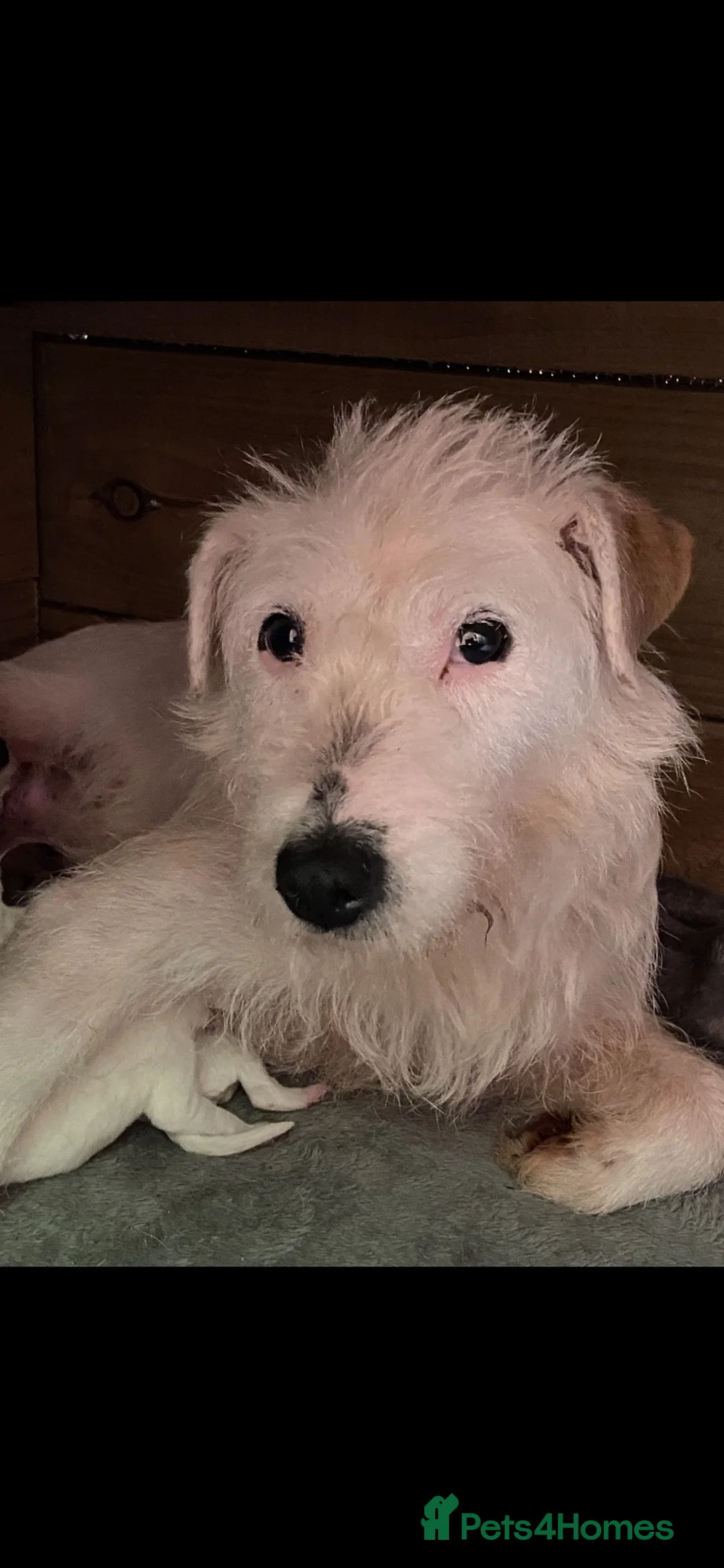 Jack Russell dogs for sale: 4 beautiful jack Russell pups  in Treorchy - Advert 2