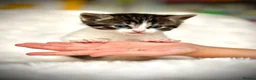 Mixed Breed cats for sale: 🐾 Beautiful Baby Kittens - Ragdoll x Bengal 🐾 - Advert 29