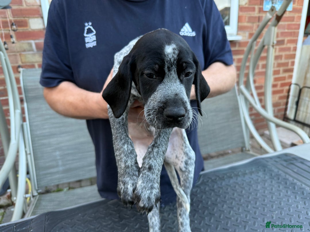 Mixed Breed dogs for sale: German shorthair pointer/wirehairpointer - Image 11