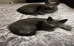 British Shorthair cats for sale: British shorthair x Russian blue male cats age 1 - Advert 2