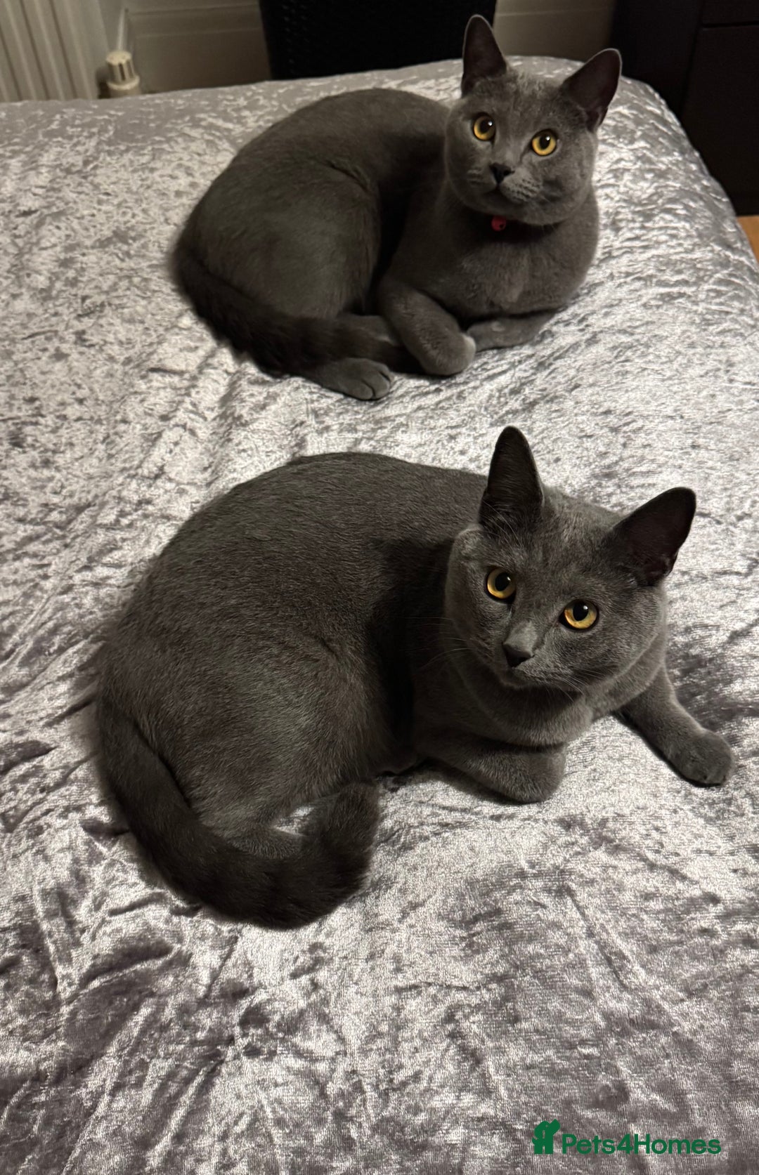 British Shorthair cats for sale: British shorthair x Russian blue male cats age 1 - Advert 2
