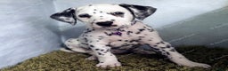 Dalmatian dogs for sale: Show Line LUA KC Dalmatian Puppies - Licensed - Advert 18