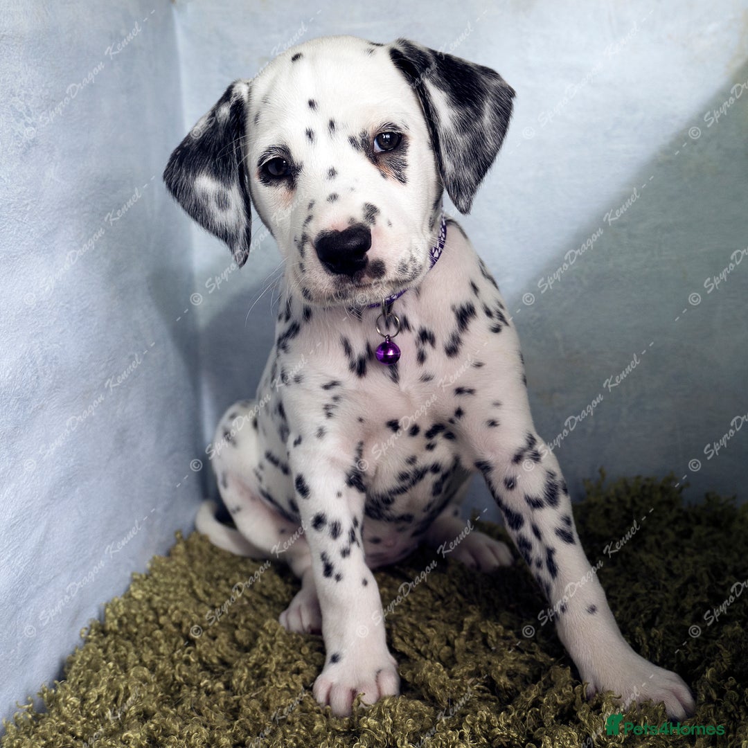 Dalmatian dogs for sale: Show Line LUA KC Dalmatian Puppies - Licensed - Advert 18