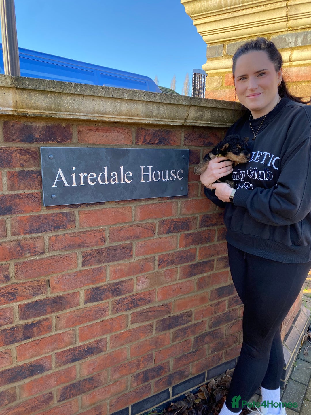 Airedale Terrier dogs for sale: Pure breed Airedale Terriers for sale - Advert 8