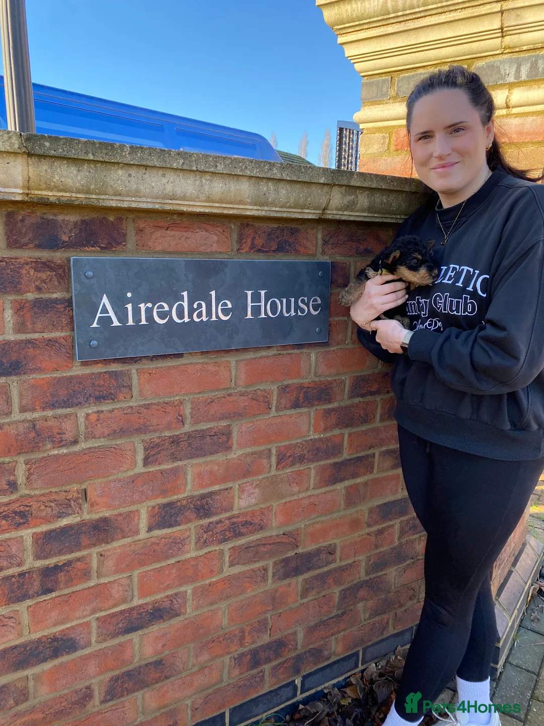 Airedale Terrier dogs for sale: Pure breed Airedale Terriers for sale - Advert 22