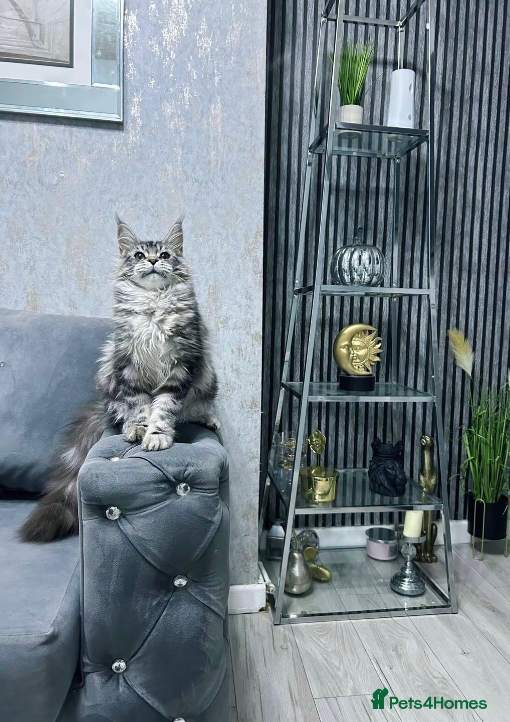 Maine Coon cats maine coon Girl  - Advert 18