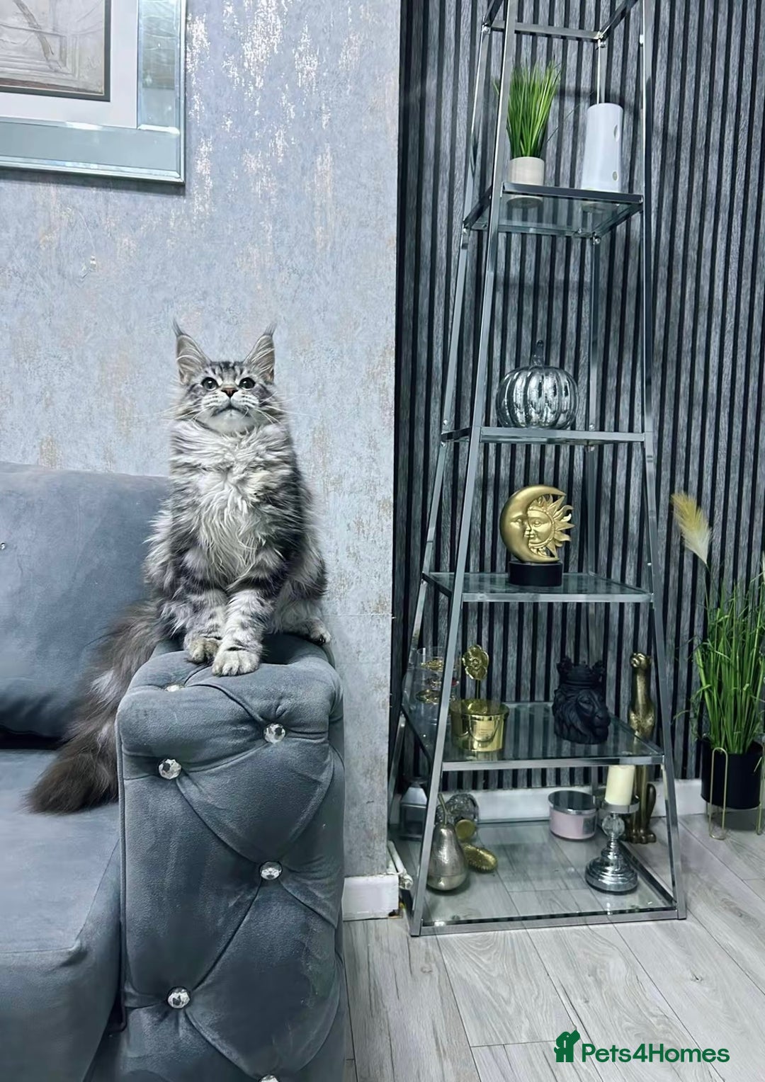 Maine Coon cats for sale: maine coon Girl  - Advert 1