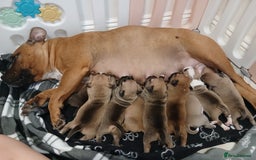 Staffordshire Bull Terrier dogs for sale: Champ sired beautiful pup💥 - Image 6