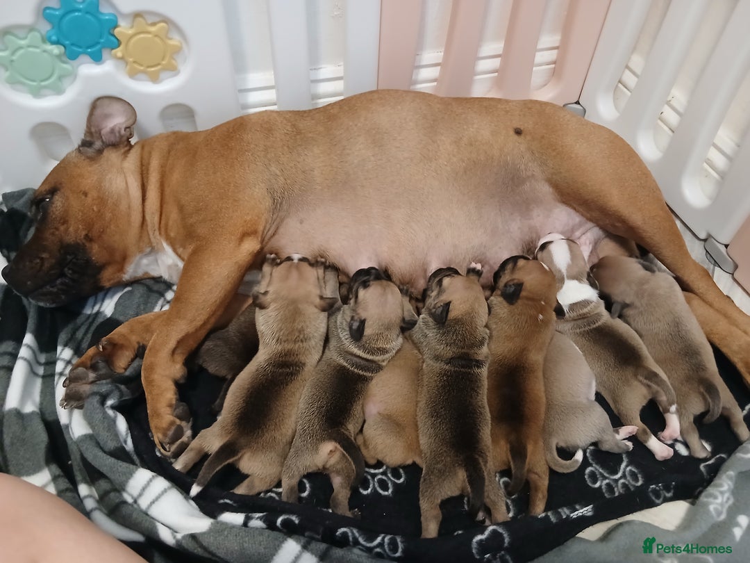 Staffordshire Bull Terrier dogs for sale: Champ sired beautiful pup💥 - Image 6