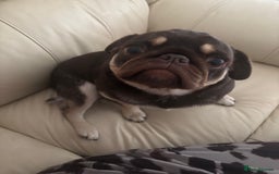 Pug dogs for sale: Chocolate pug for sale - Image 1