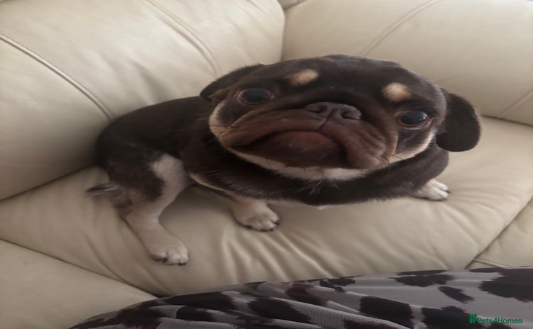 Pug dogs - Advert 1