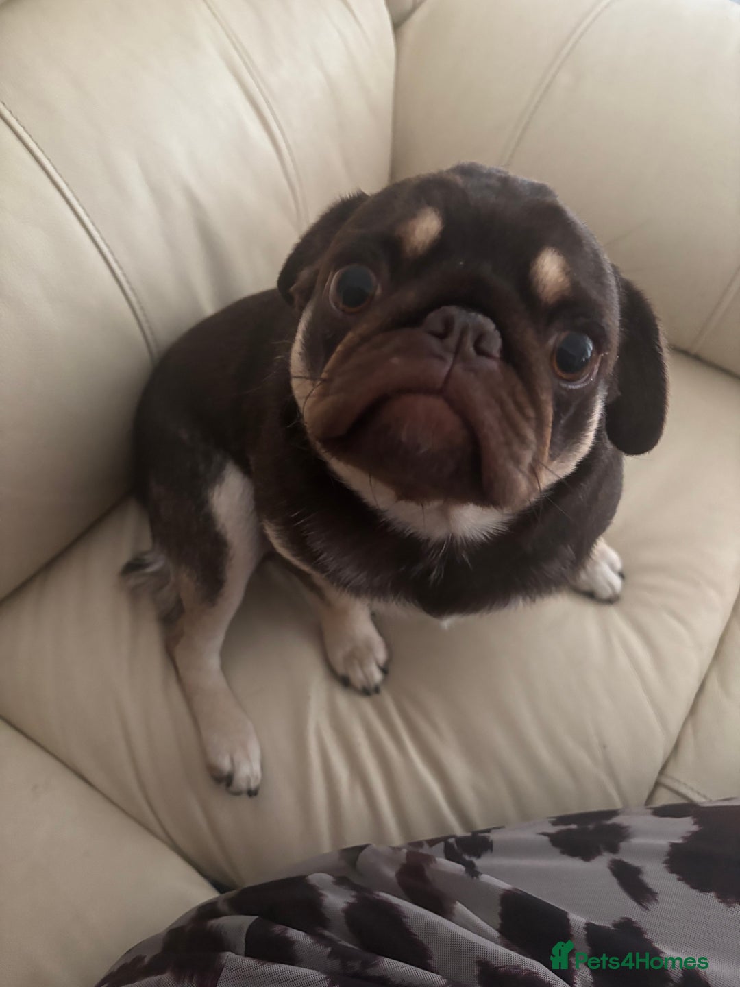 Pug dogs for sale: Chocolate pug for sale - Image 1