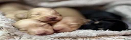 Miniature Dachshund dogs for sale: KC Longhaired Cream Miniature Dachshund Puppies - Advert 8