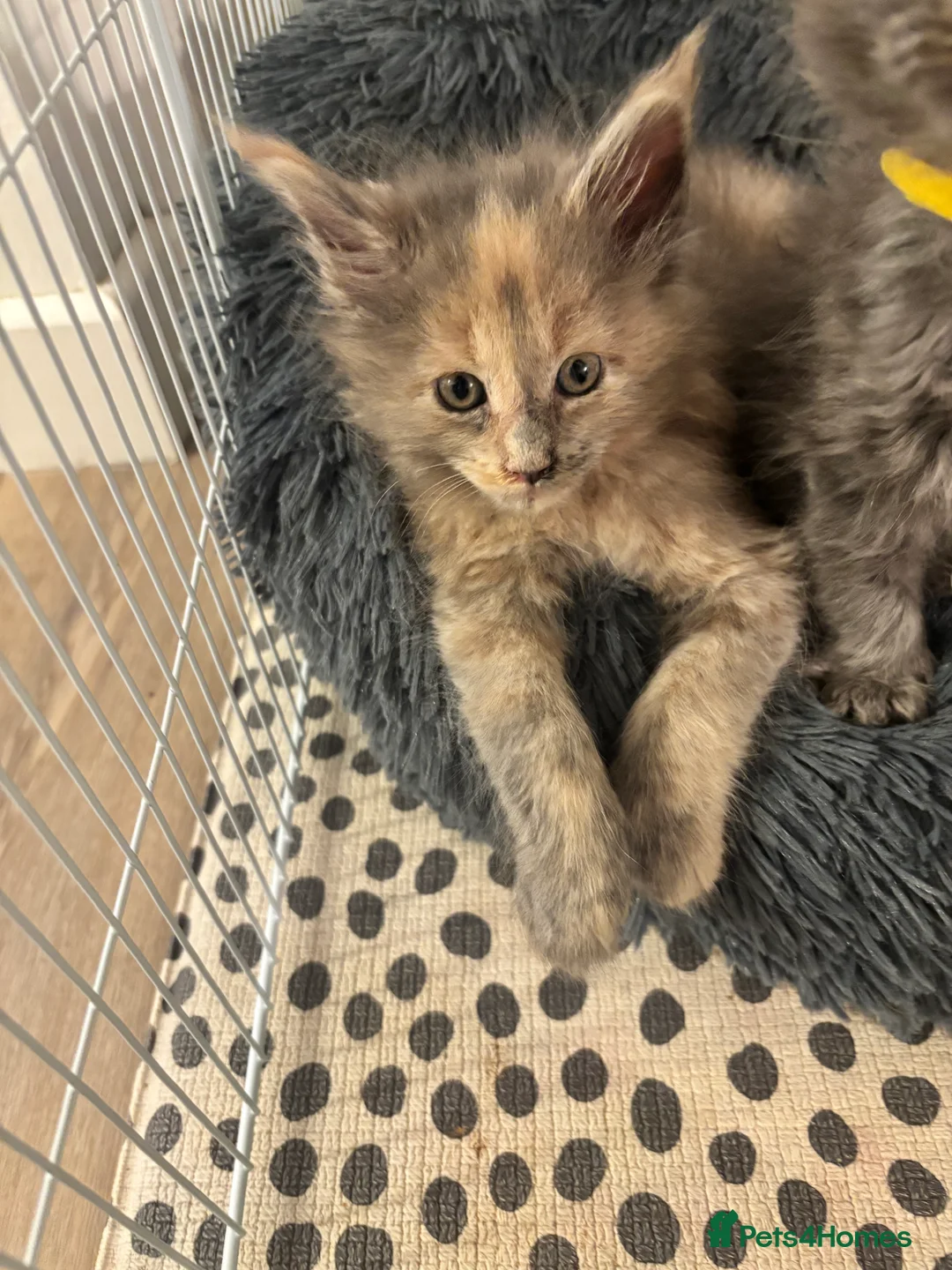 Maine Coon cats for sale: Maine Coon Kittens  - Advert 14