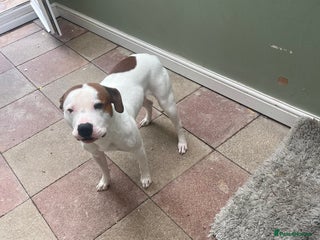 Staffordshire Bull Terrier dogs - Advert 8