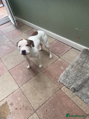Staffordshire Bull Terrier dogs - Advert 6